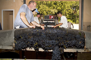 Équipe au travail autour de la table de tri des raisins