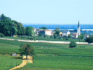 Vue d'Aloxe-Corton au-delà des vignes