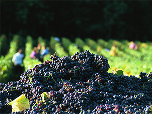 Tas de grappes de raisin noir fraîchement récoltées