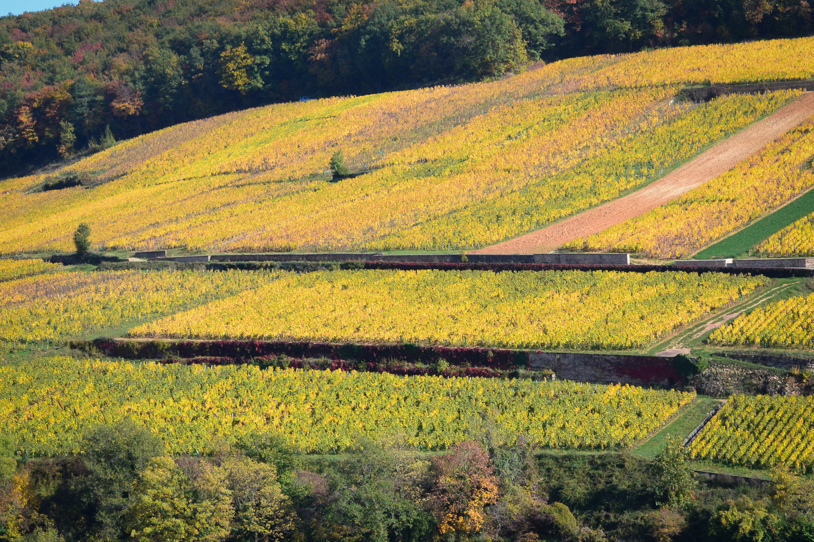 Les vignes du domaine
