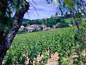 Vignes devant le village de Pernand-Vergelesses