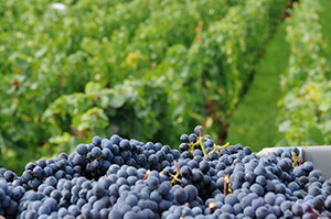 Grappes de raisin noir récoltées devant les vignes