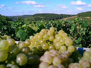 Grappes de raisin blanc récoltées dans le vignoble