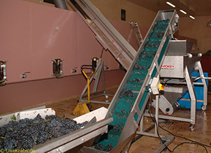 Convoyeur à raisins dans la cuverie
