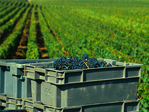 Caisses de raisin noir au bord des vignes