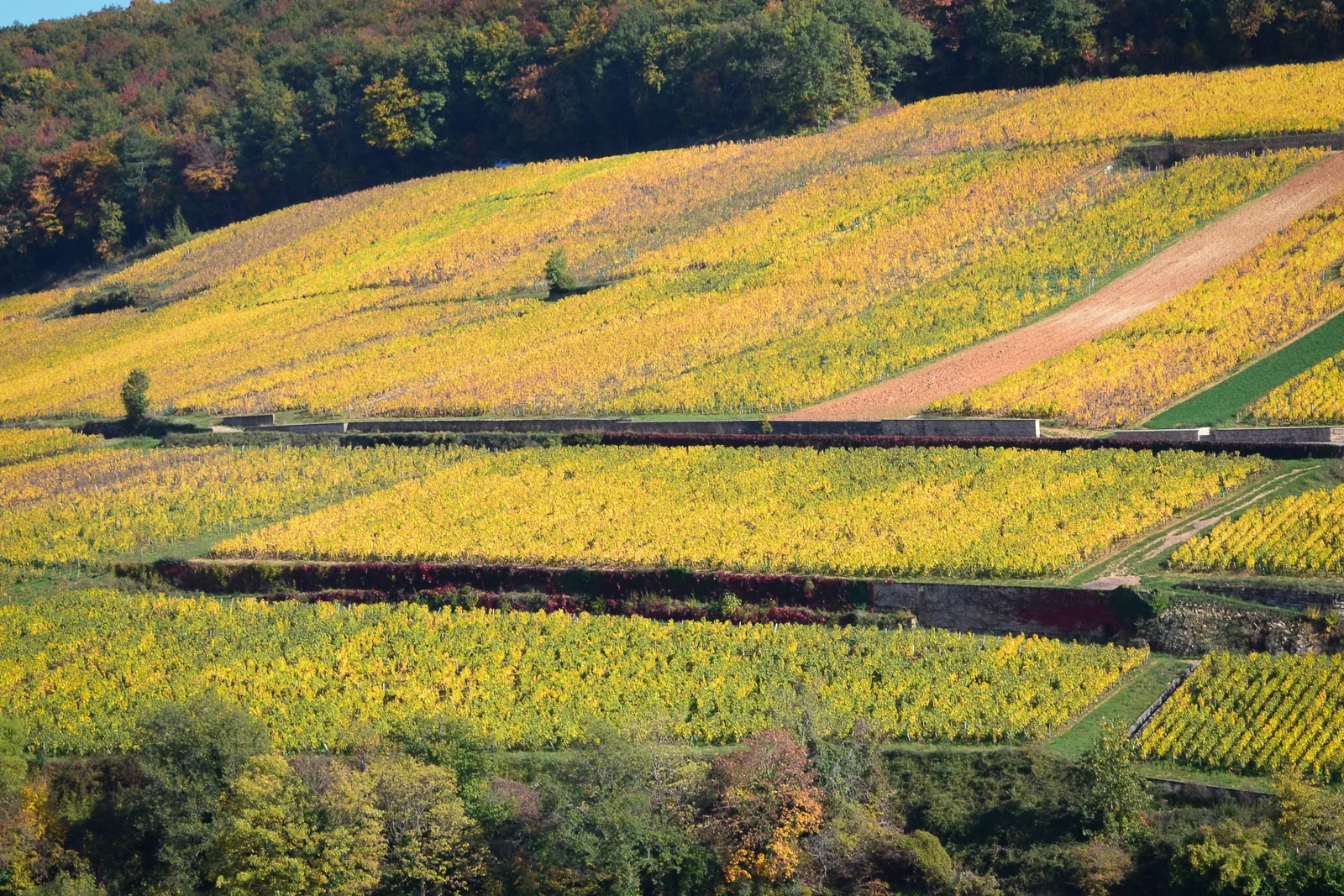 Les vignes de Corton-Charlemagne en automne