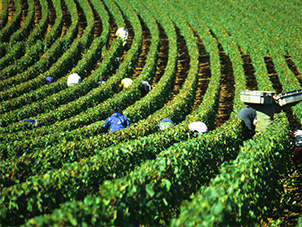 Vendangeurs dans les rangs de vigne